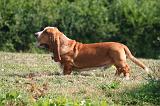 BASSET HOUND 197